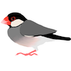 文鳥のイラスト